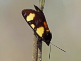 Chaetostephana rendalli